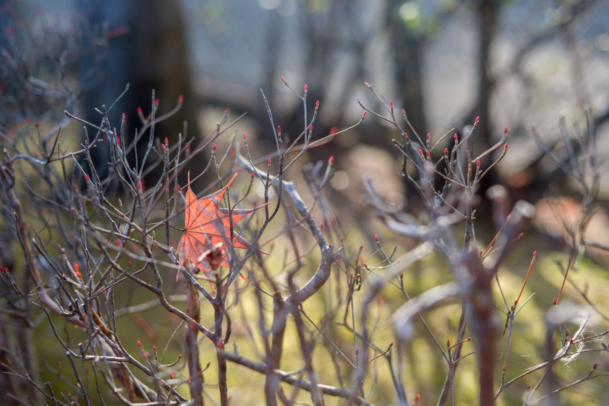 ＊2022/12/12 Winter colors・・・ | GANREF