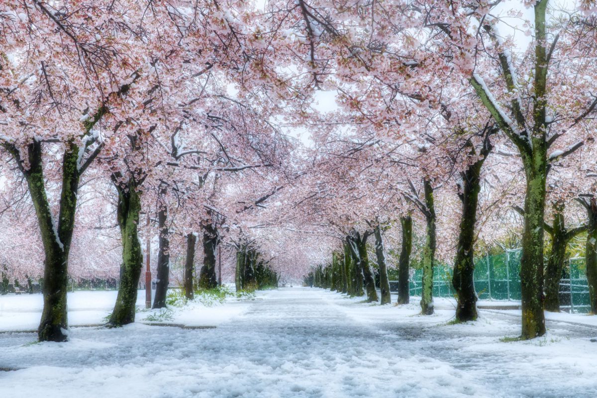 雪桜 | GANREF