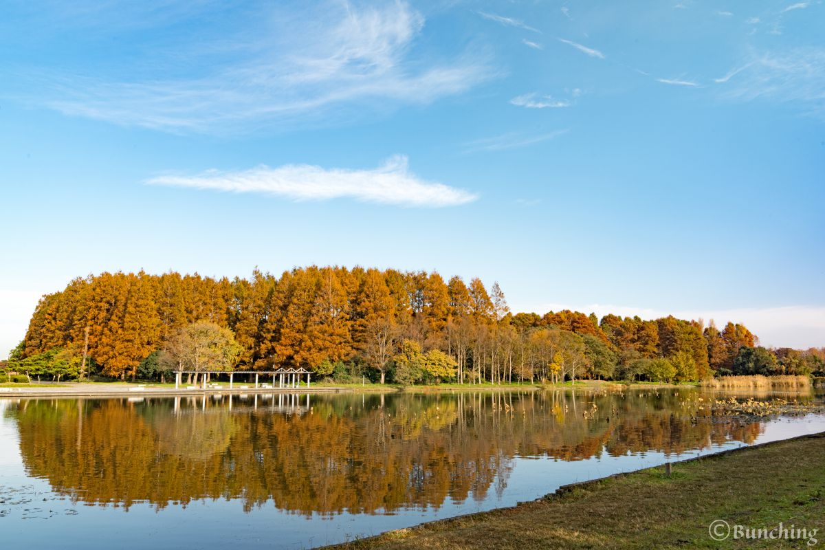 ヨーロッパの田舎の様な水元公園 植物 > 樹木 GANREF
