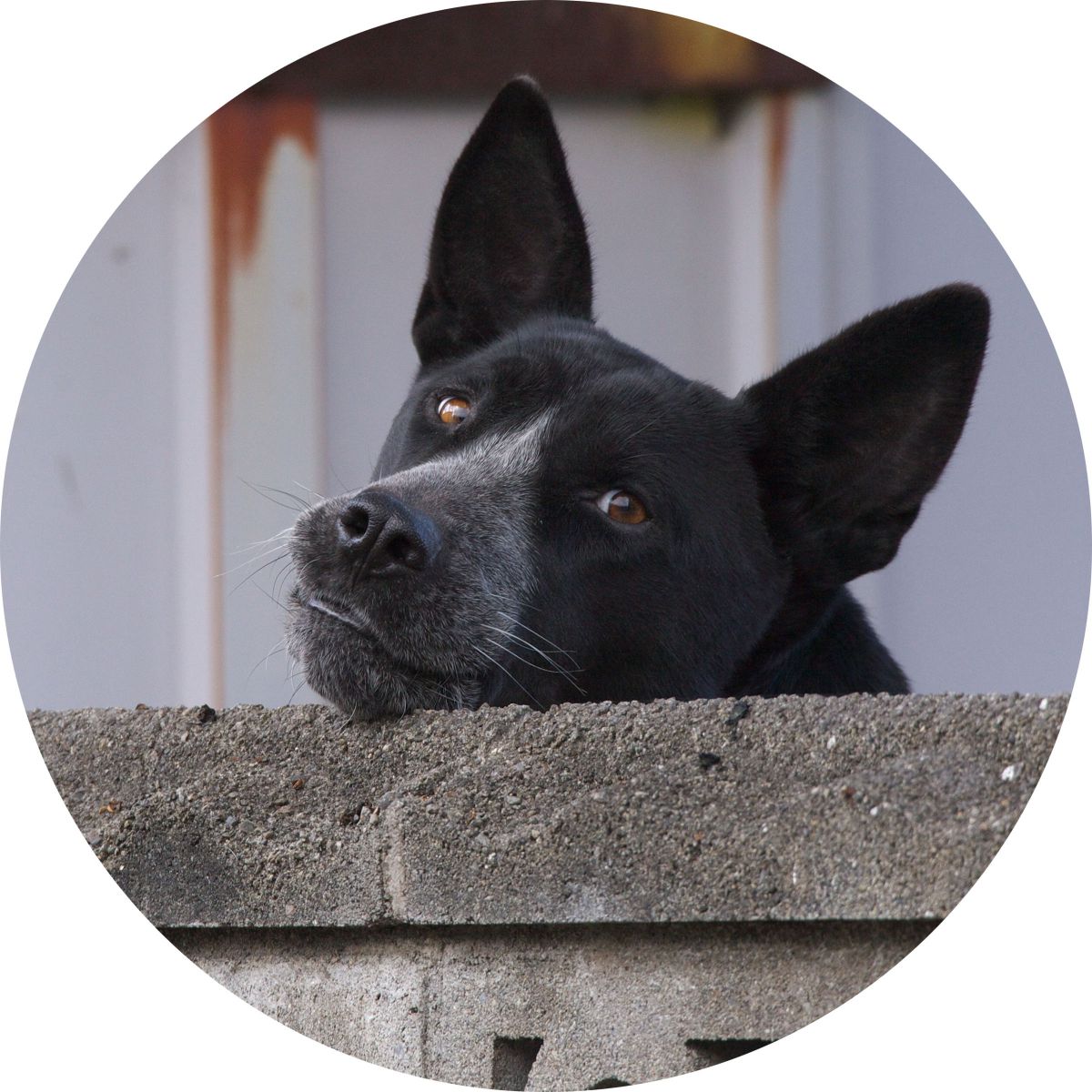 憎めない バカイヌ 動物 犬 Ganref