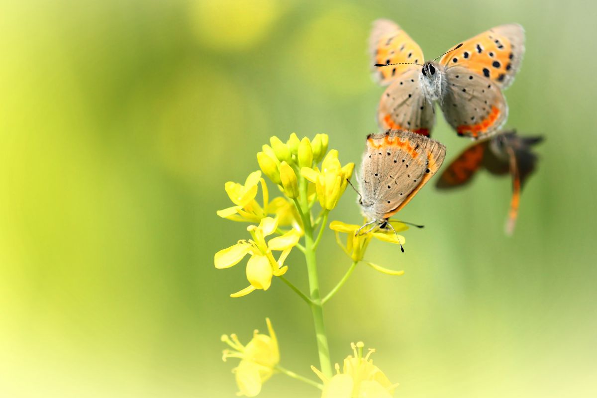 歓喜の舞 動物 虫 昆虫 Ganref