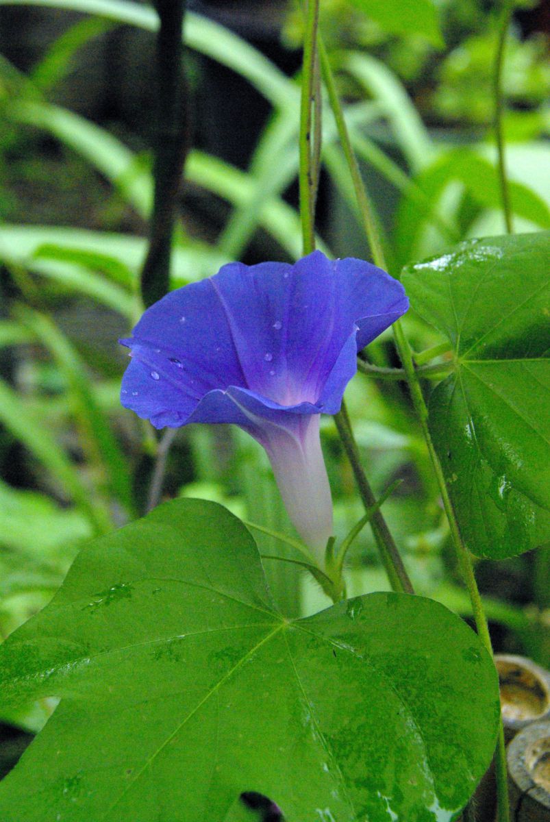 庭に咲いた朝顔 植物 花 花びら Ganref