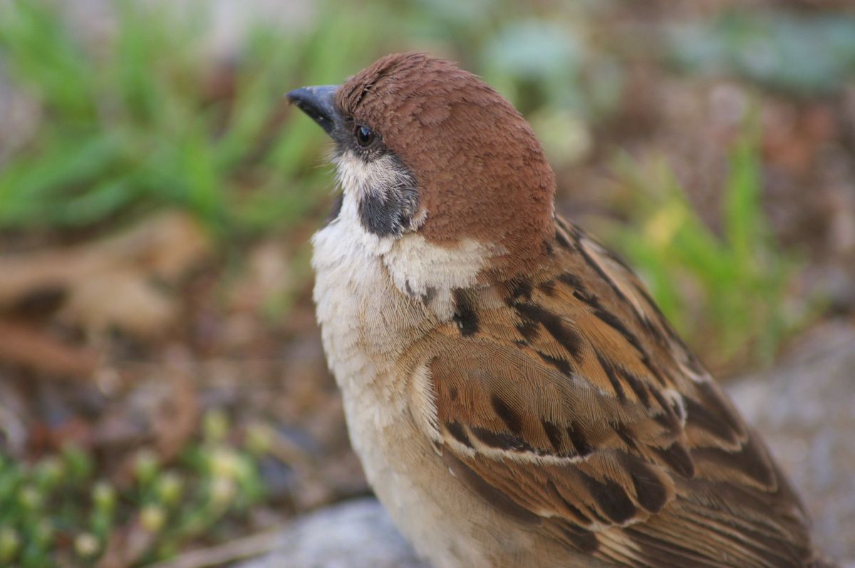 ハンサムすずめ 動物 鳥類 Ganref