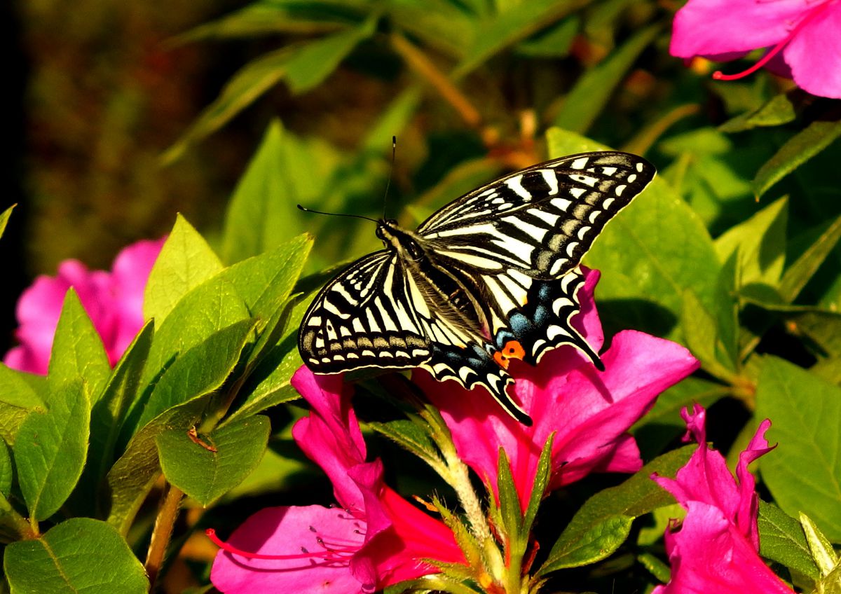 誕生 動物 虫 昆虫 Ganref