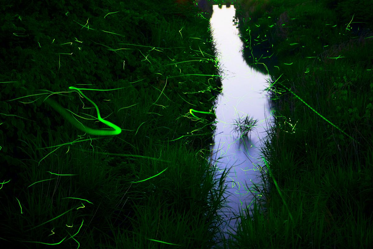 ホタル Hdri 動物 虫 昆虫 Ganref