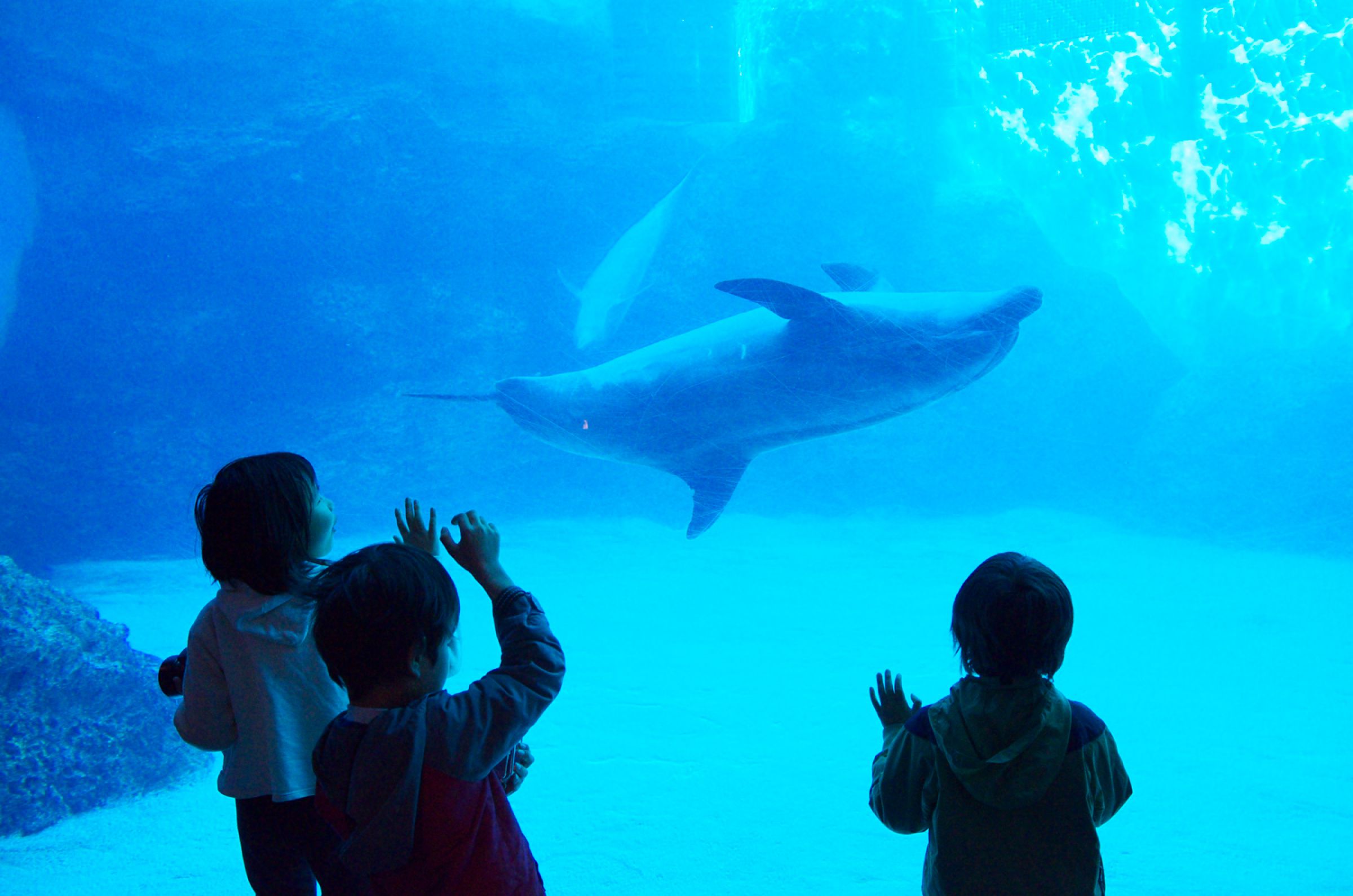 BANDAI 平成レトロ　ヴィンテージ　イルカ　水族館　まとめ売り　1998年 hq720.jpg?sqp=-