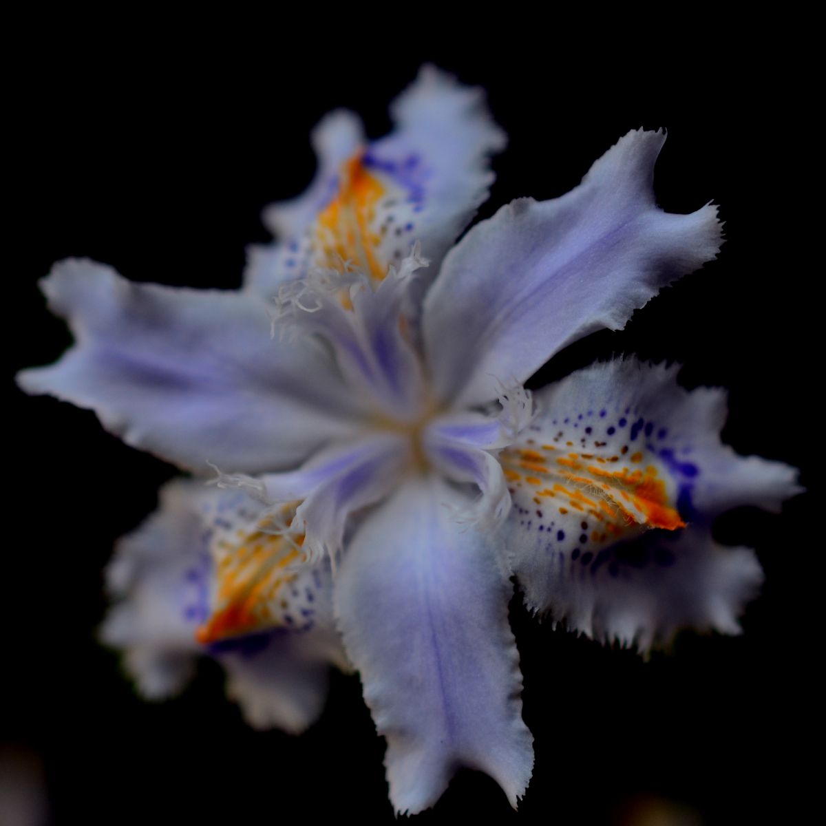 反抗 植物 花 花びら Ganref 反抗 植物 花 花びら Ganref