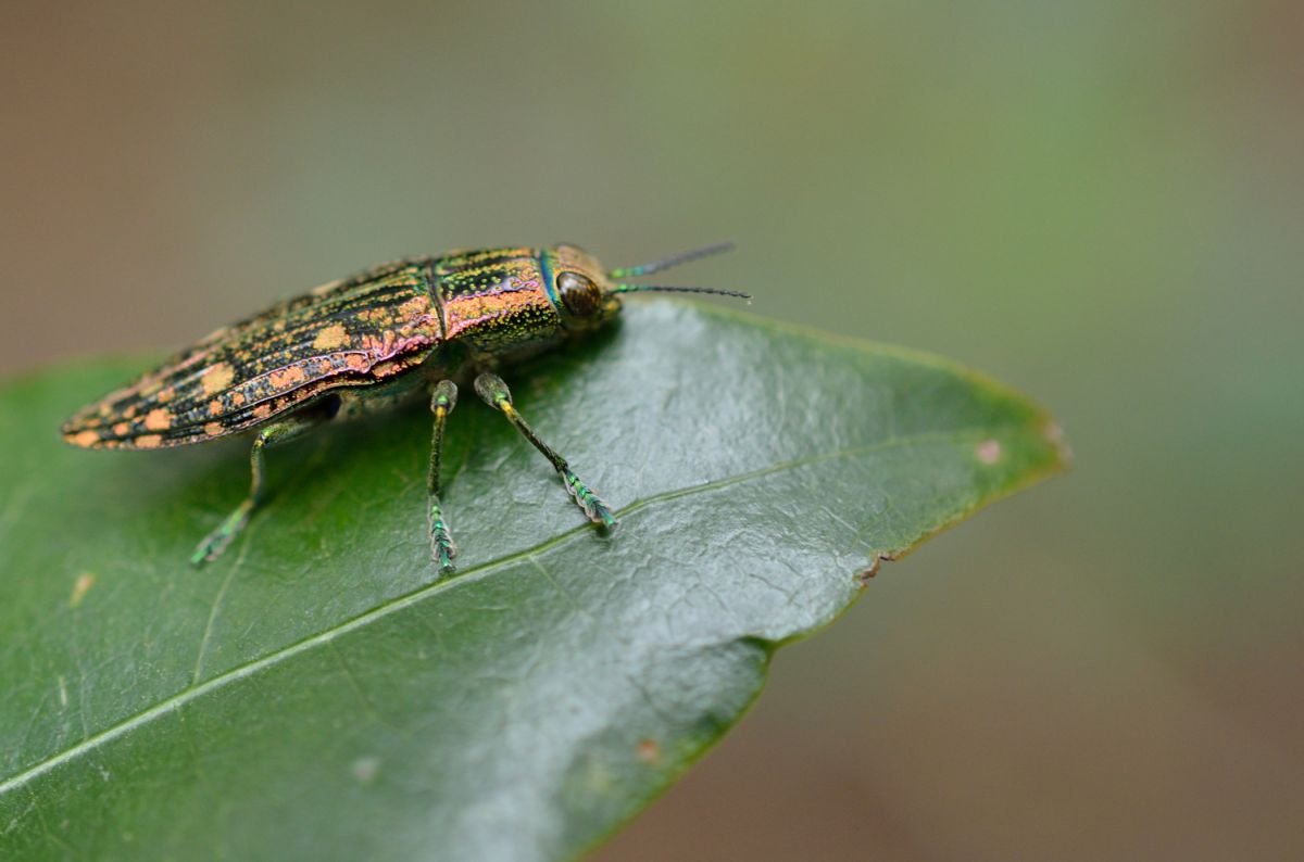 きらきらむし 動物 虫 昆虫 Ganref