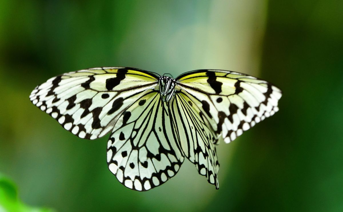 マダラチョウの飛翔 動物 虫 昆虫 Ganref