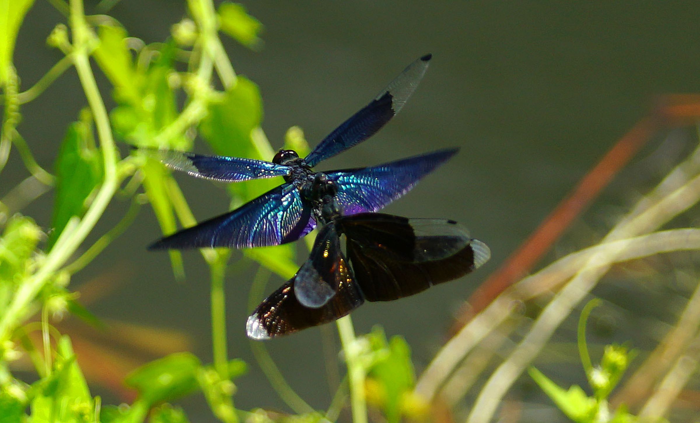 飛びなら交尾しているチョウトンボ | GANREF