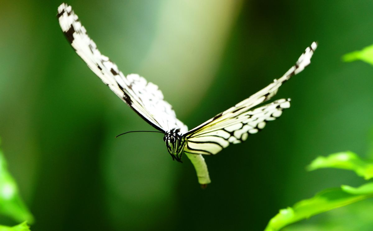 マダラチョウの飛翔 動物 虫 昆虫 Ganref