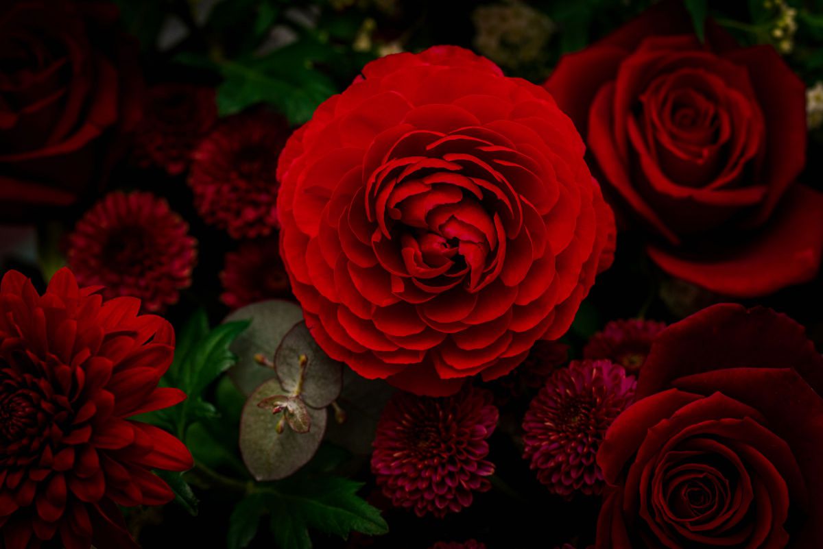 すのう様 ドリーミーフォト！FE 135mm F1.8 GM SONY