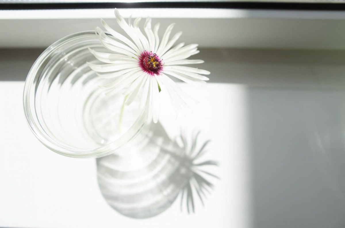 花一輪 植物 花 花びら Ganref 花一輪 植物 花 花びら Ganref