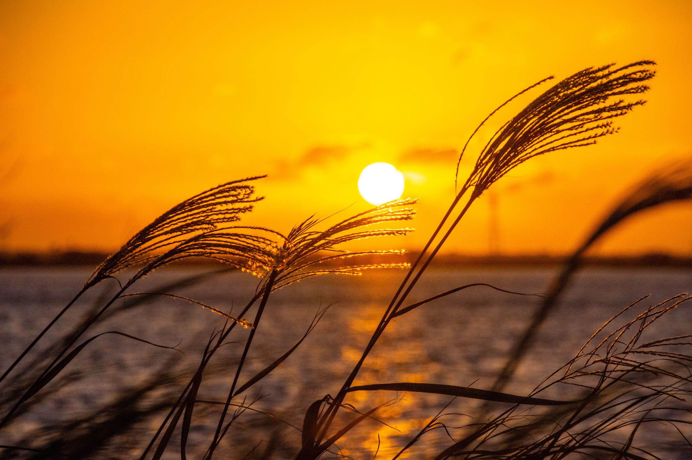 秋夕日 | GANREF