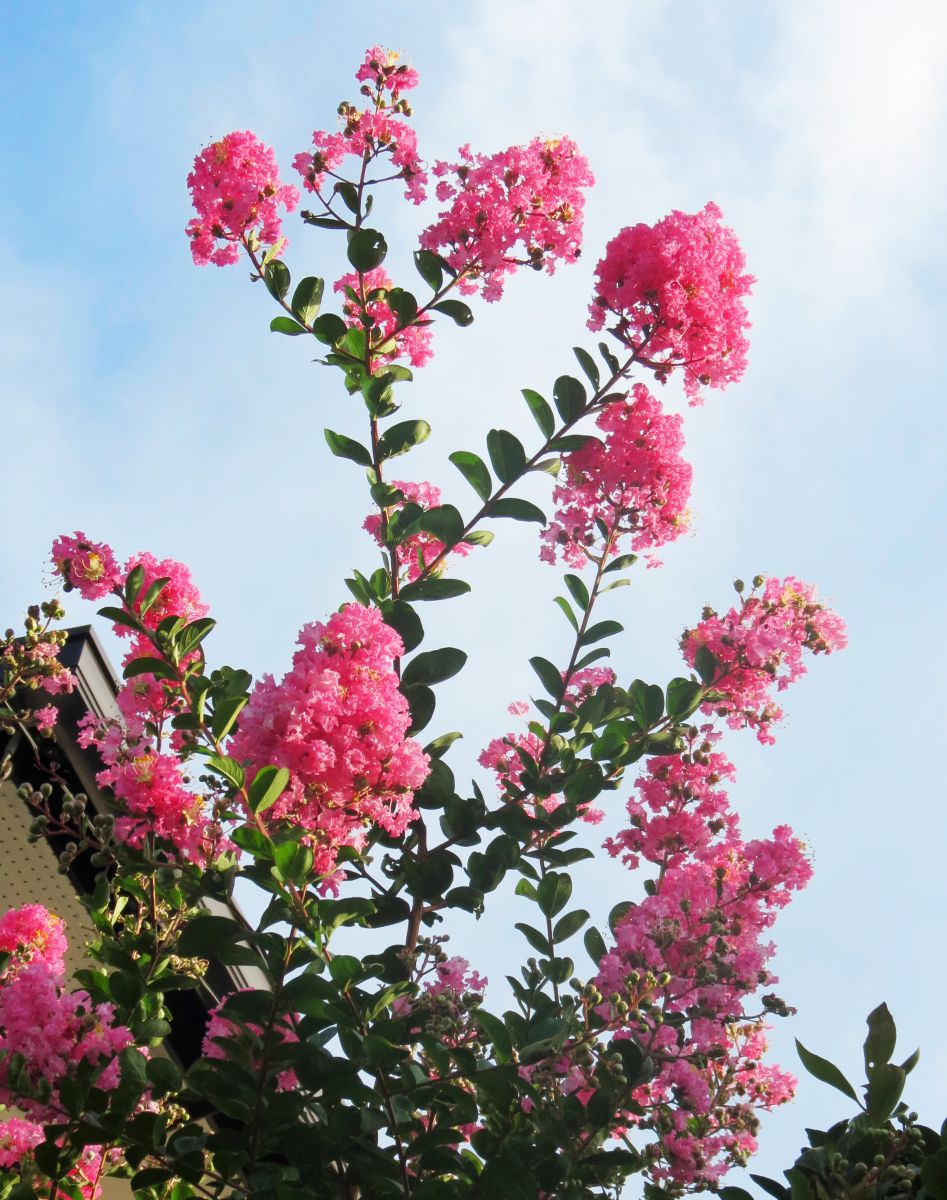 百日紅 植物 花 花びら Ganref
