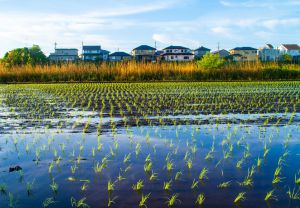 No.3【紀美野の水田里風景】 MDAwMDAyNDQwMA_MC4yNTUzNjUwMCA