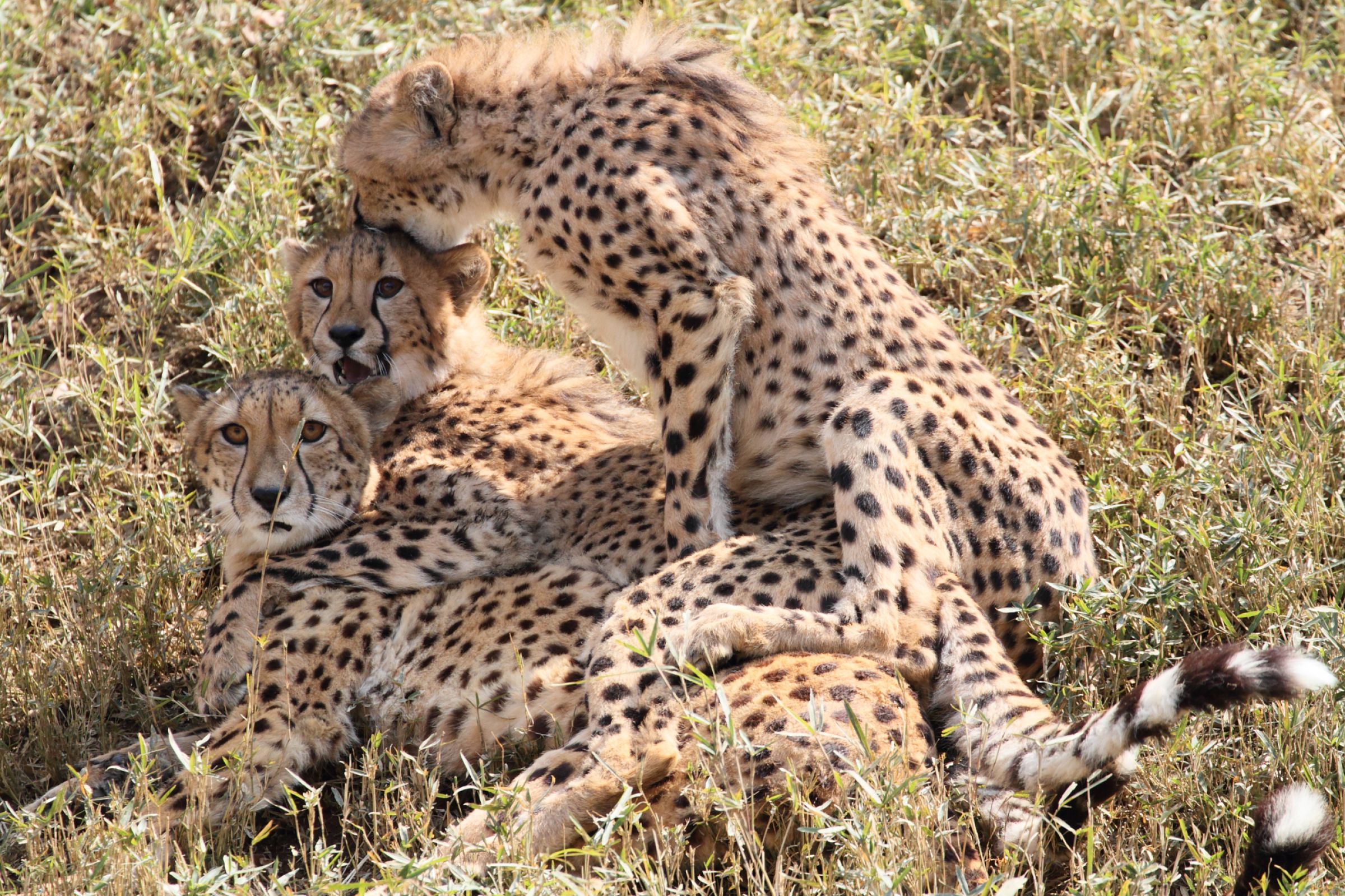 ☆ブロンズ像 巨大 チーター 豹 親子 全長112㎝ 40kg ライトが付きます