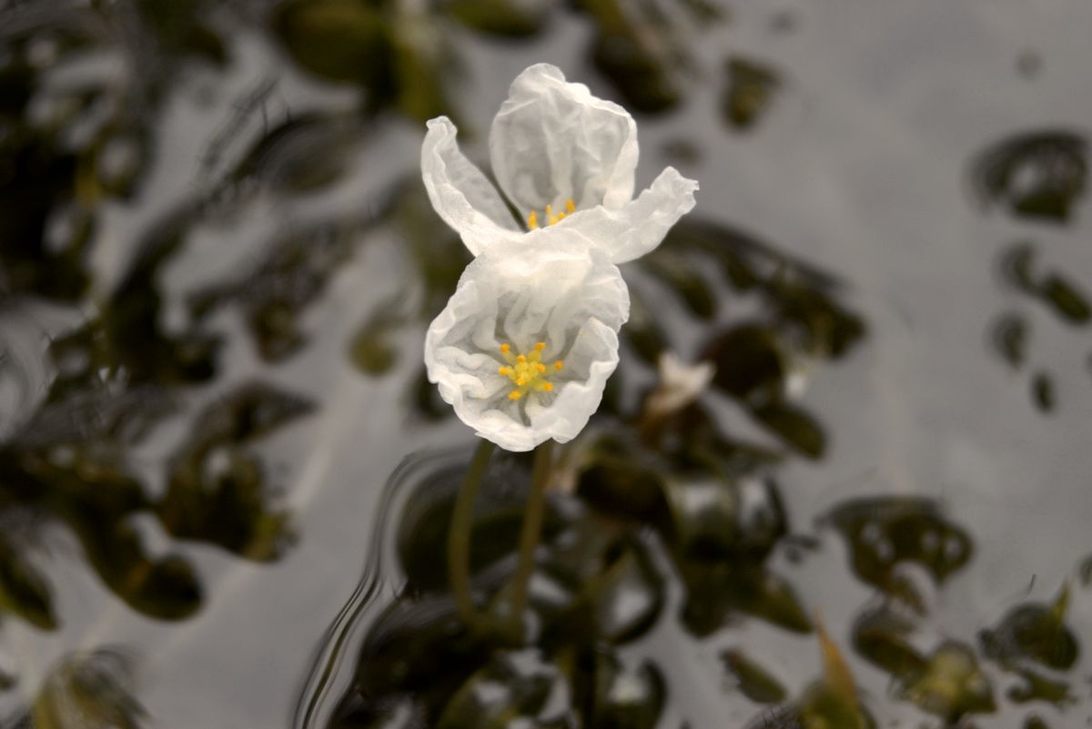 水草が咲かせた花 植物 花 花びら Ganref