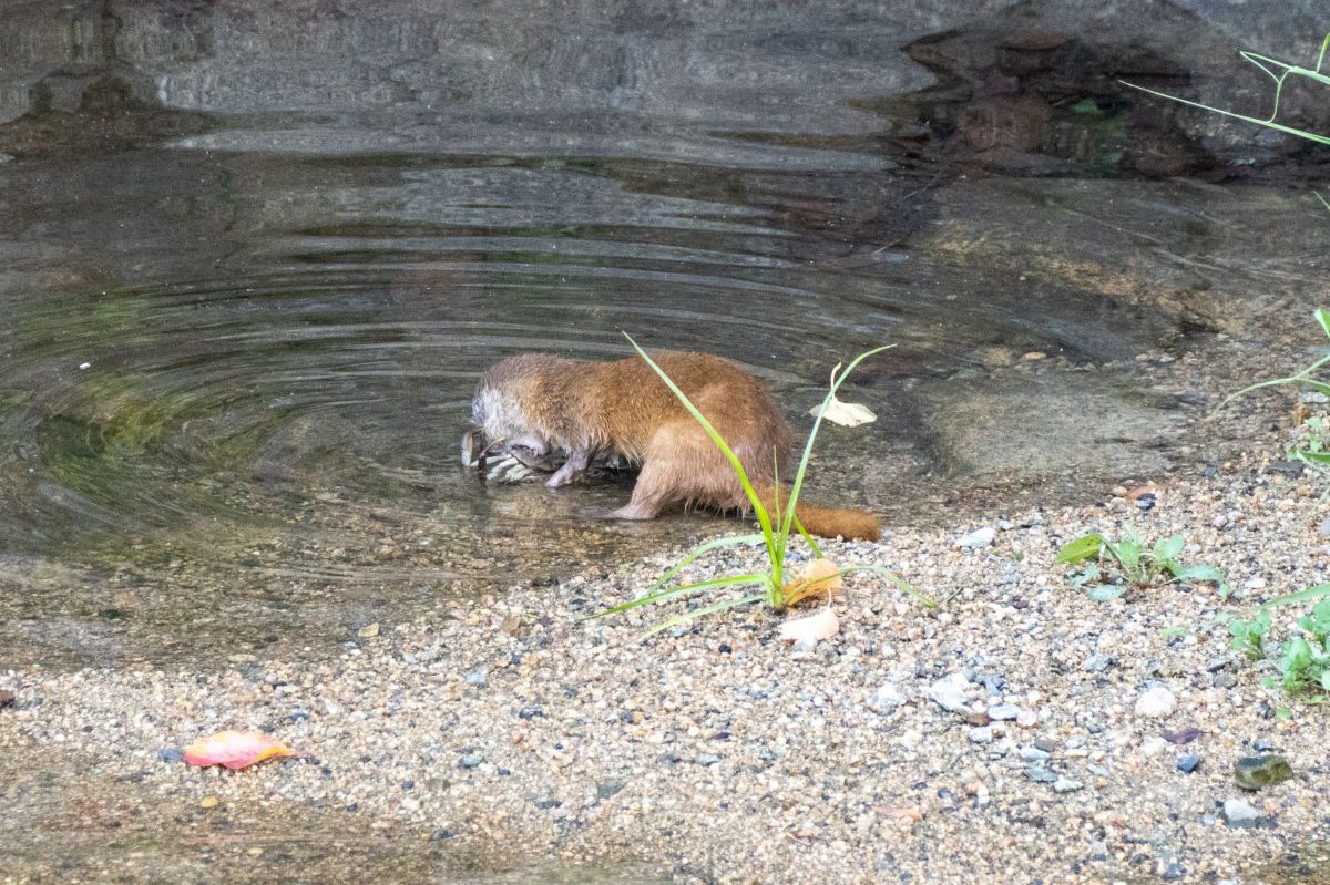 狩りをして蟹 ガザミ を捕まえたイタチ 動物 小動物 Ganref