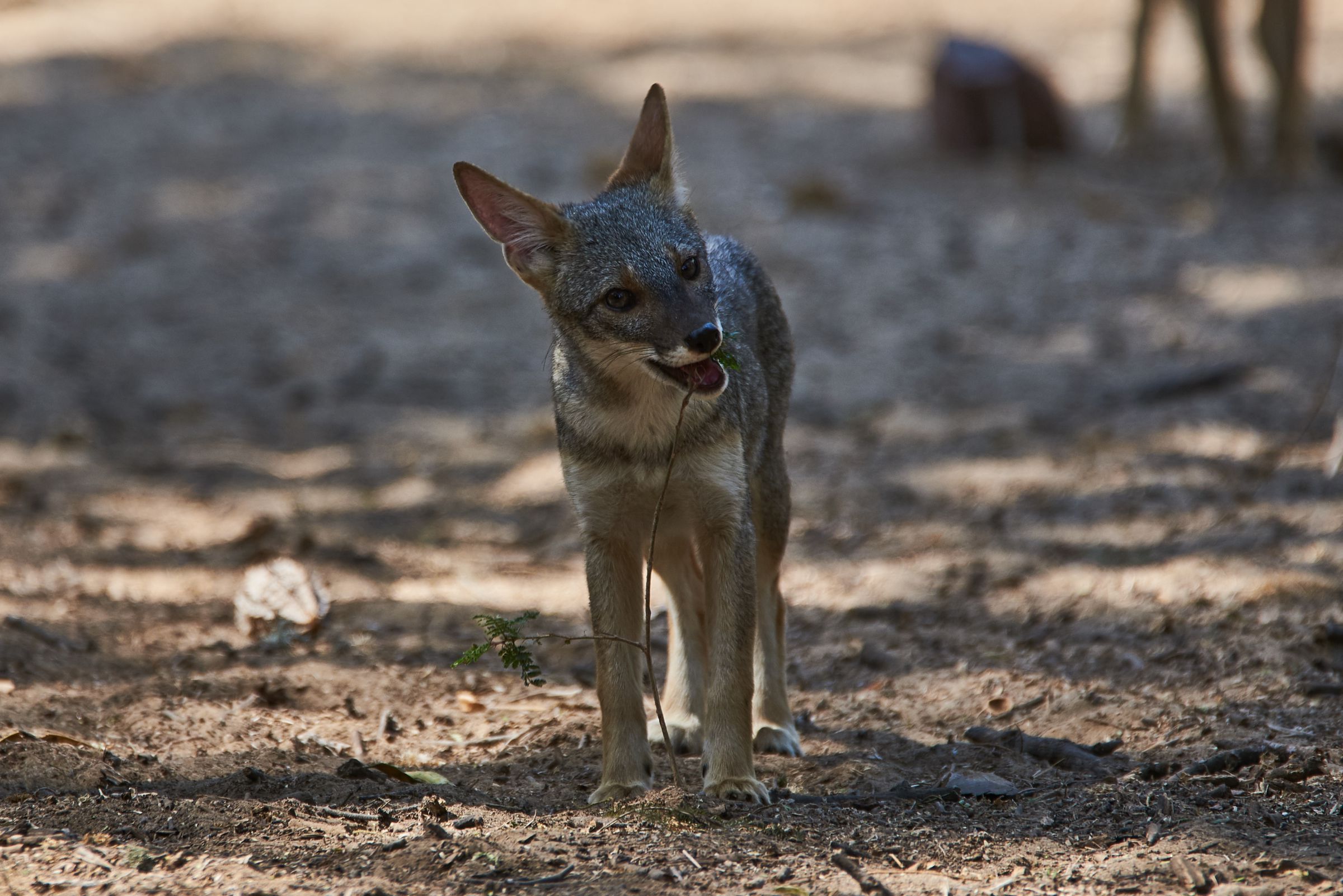 セチュラギツネ （Lycalopex sechurae） | GANREF