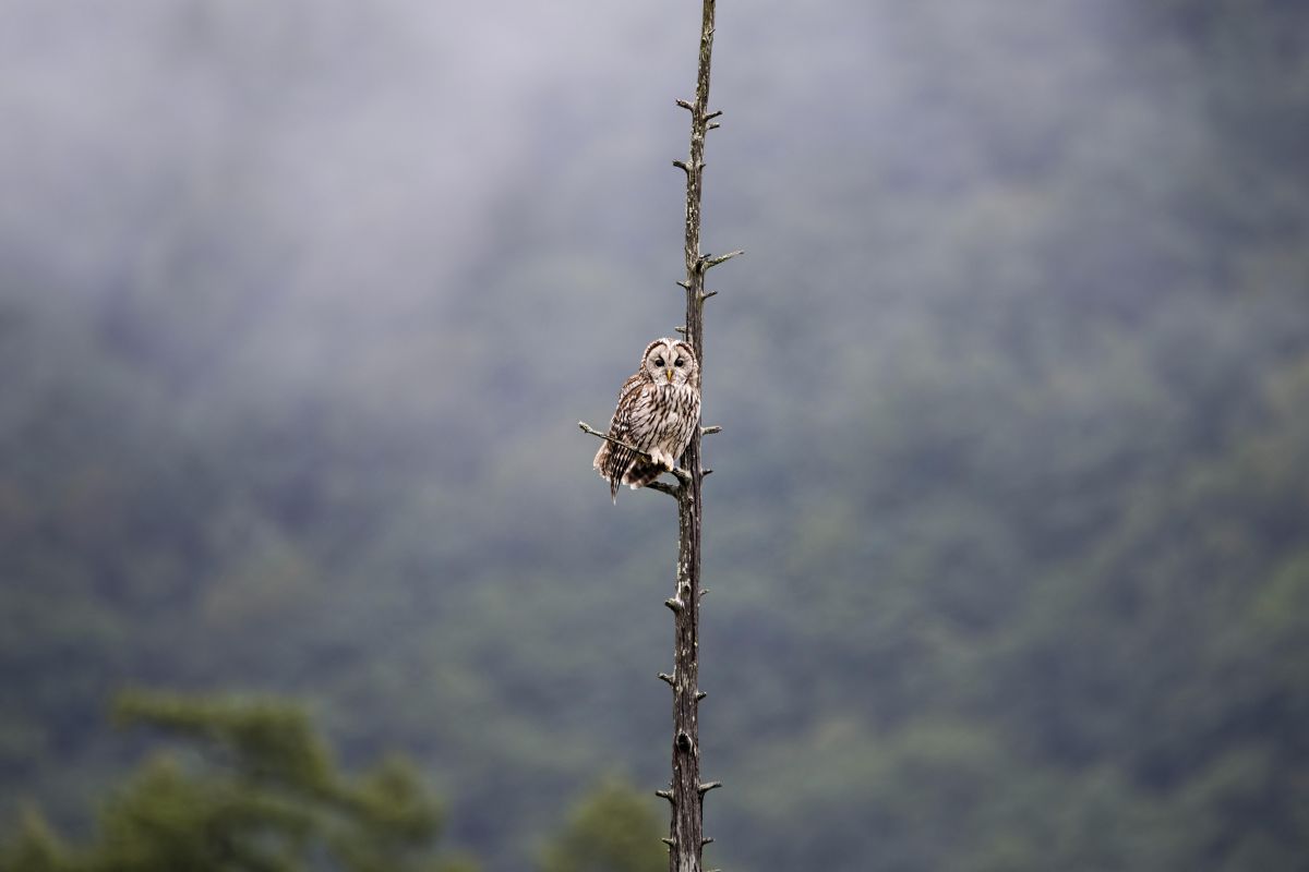 登場 日光戦場ヶ原 フクロウ 3 動物 鳥類 Ganref
