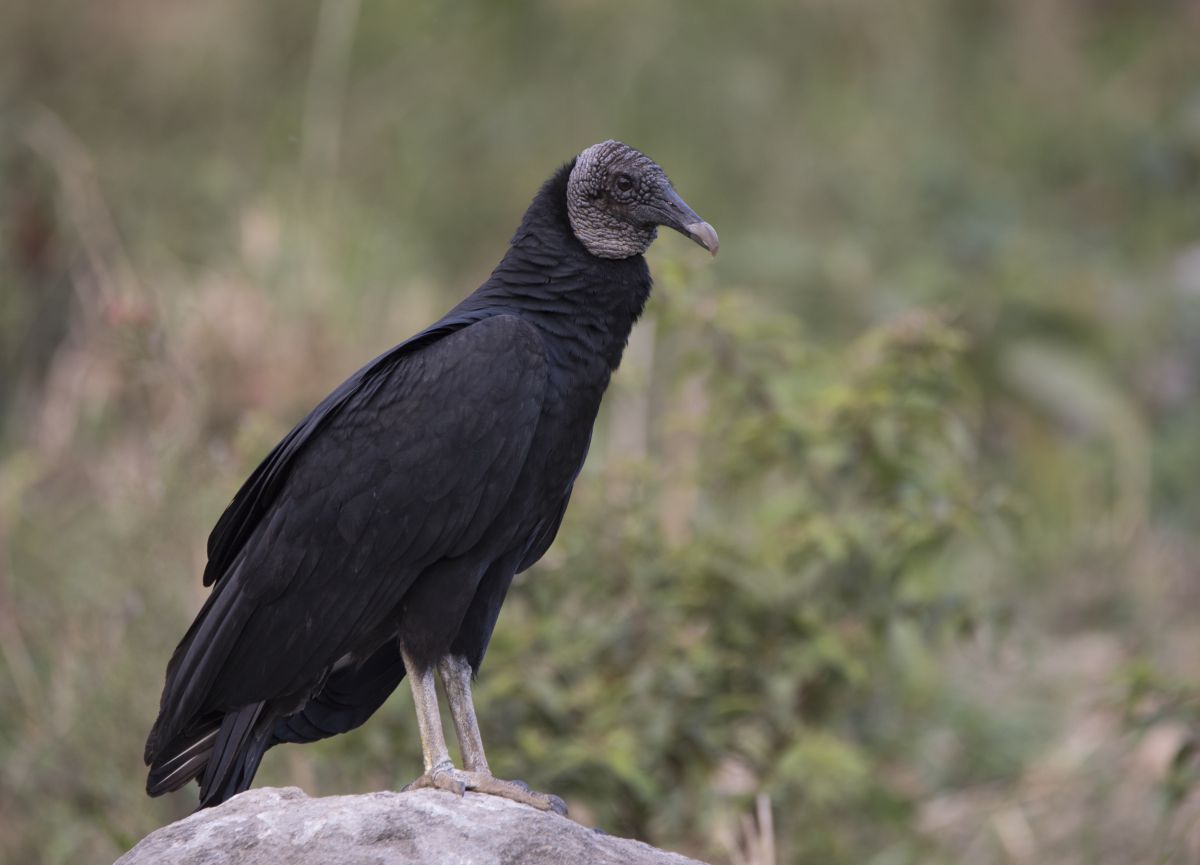 クロコンドル Coragyps Atratus 動物 鳥類 Ganref