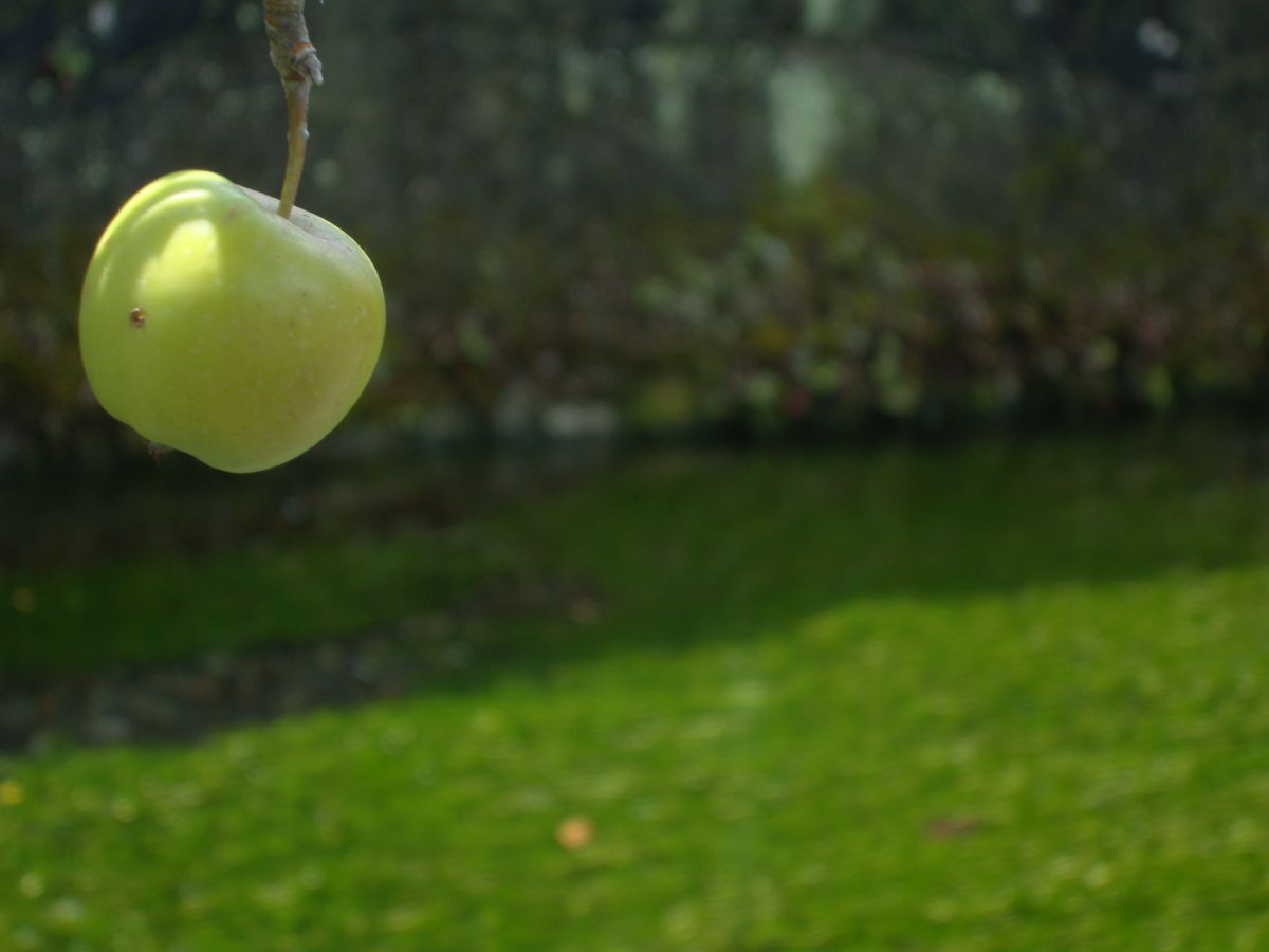 青リンゴ 植物 実 果実 Ganref