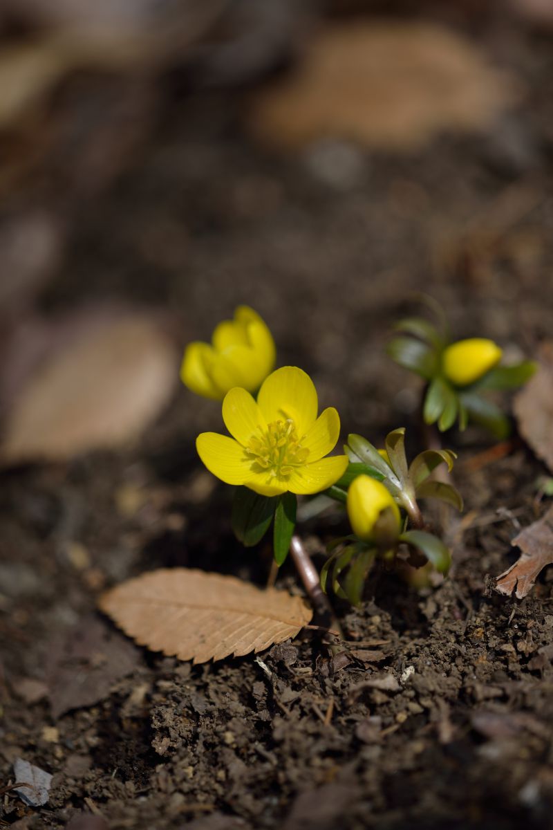 キバナセツブンソウ 花粉を添えて 植物 花 花びら Ganref