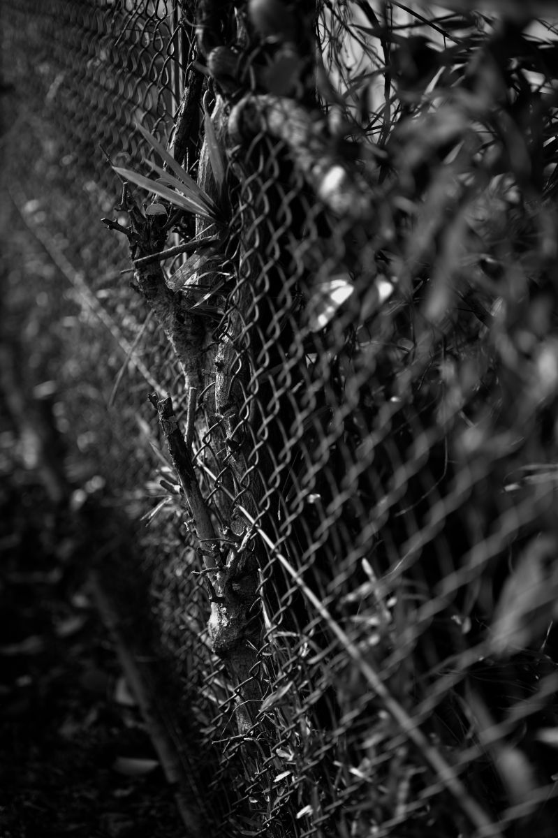 めり込む 植物 樹木 Ganref