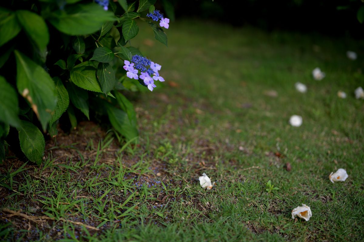 散り初めし紫陽花 Ganref