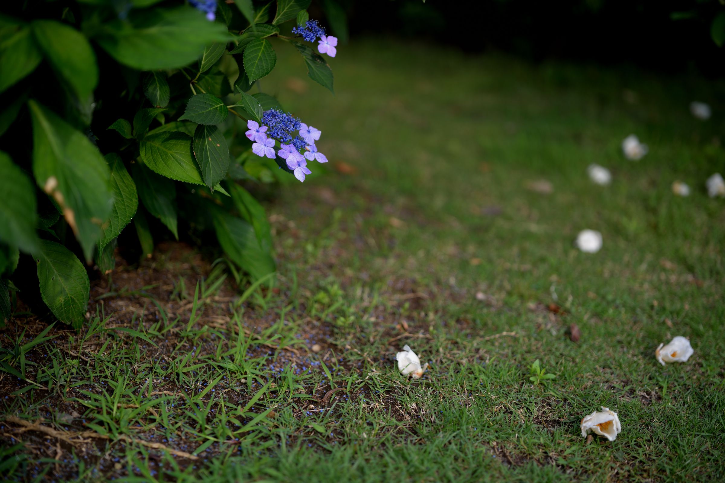 散り初めし紫陽花 | GANREF