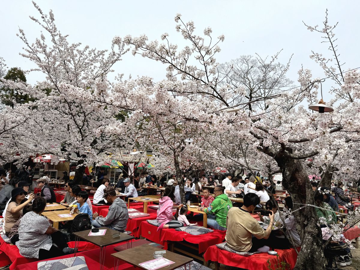 円山公園では GANREF
