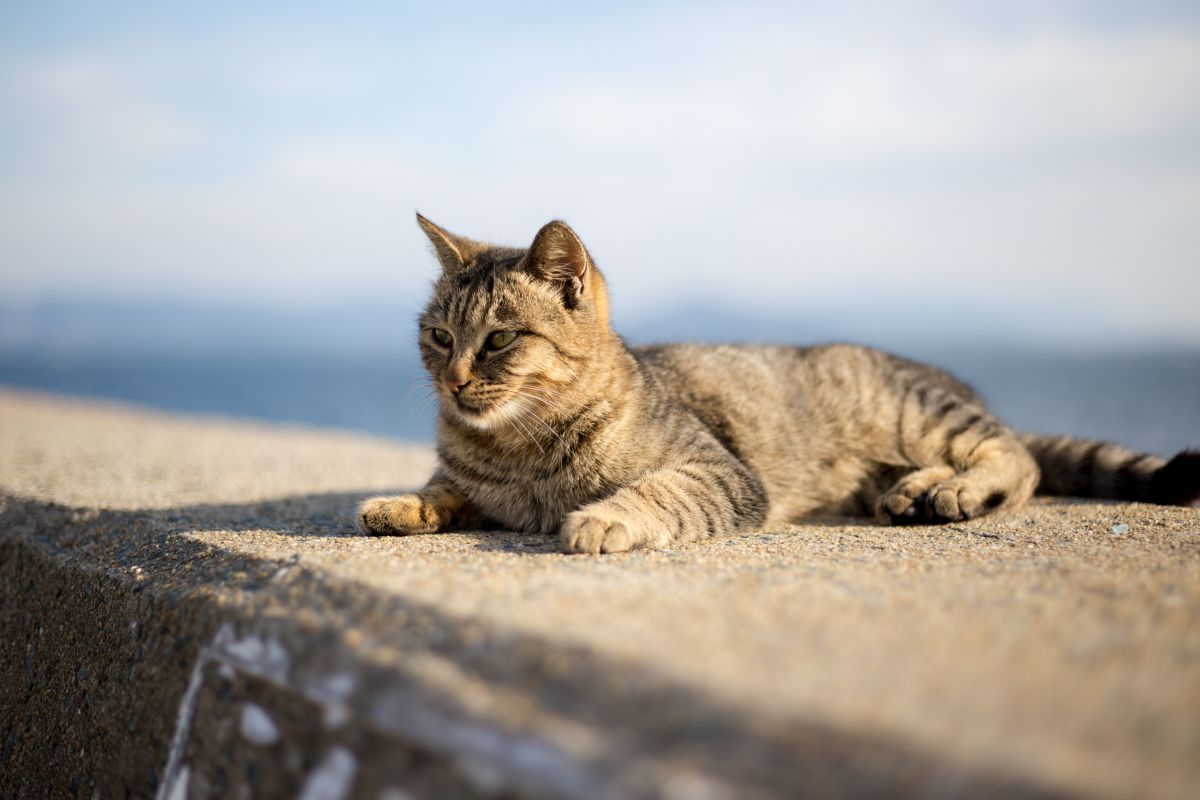 猫いっぱい相島 動物 猫 Ganref