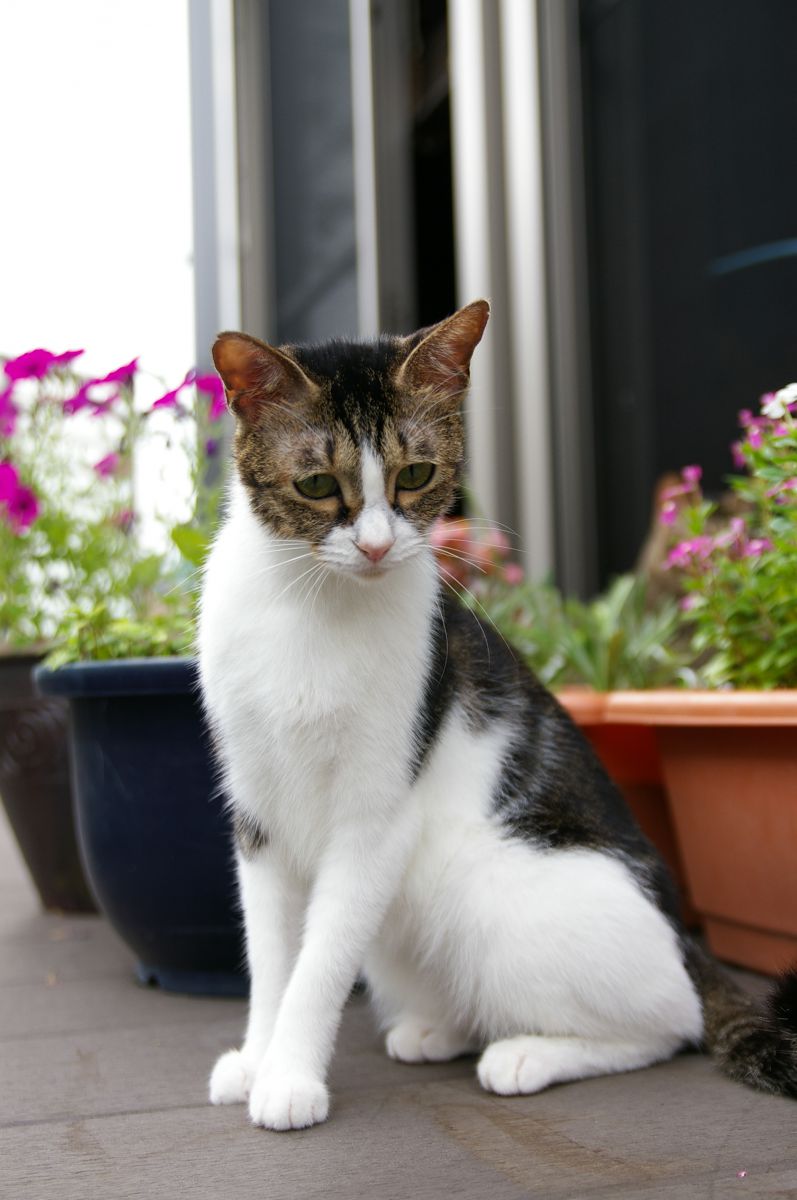 だっちゅーの 動物 猫 Ganref