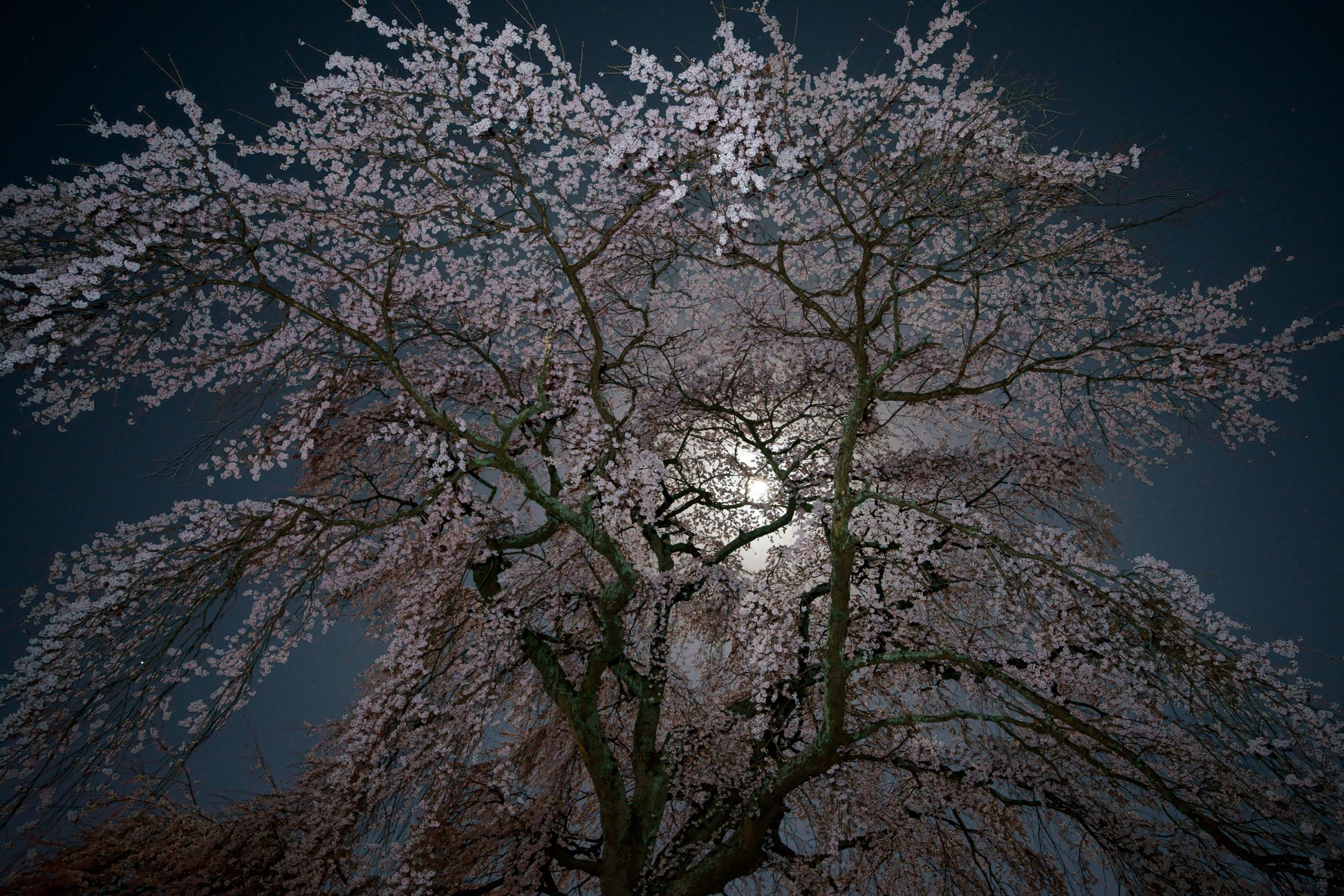 月夜の桜 | GANREF