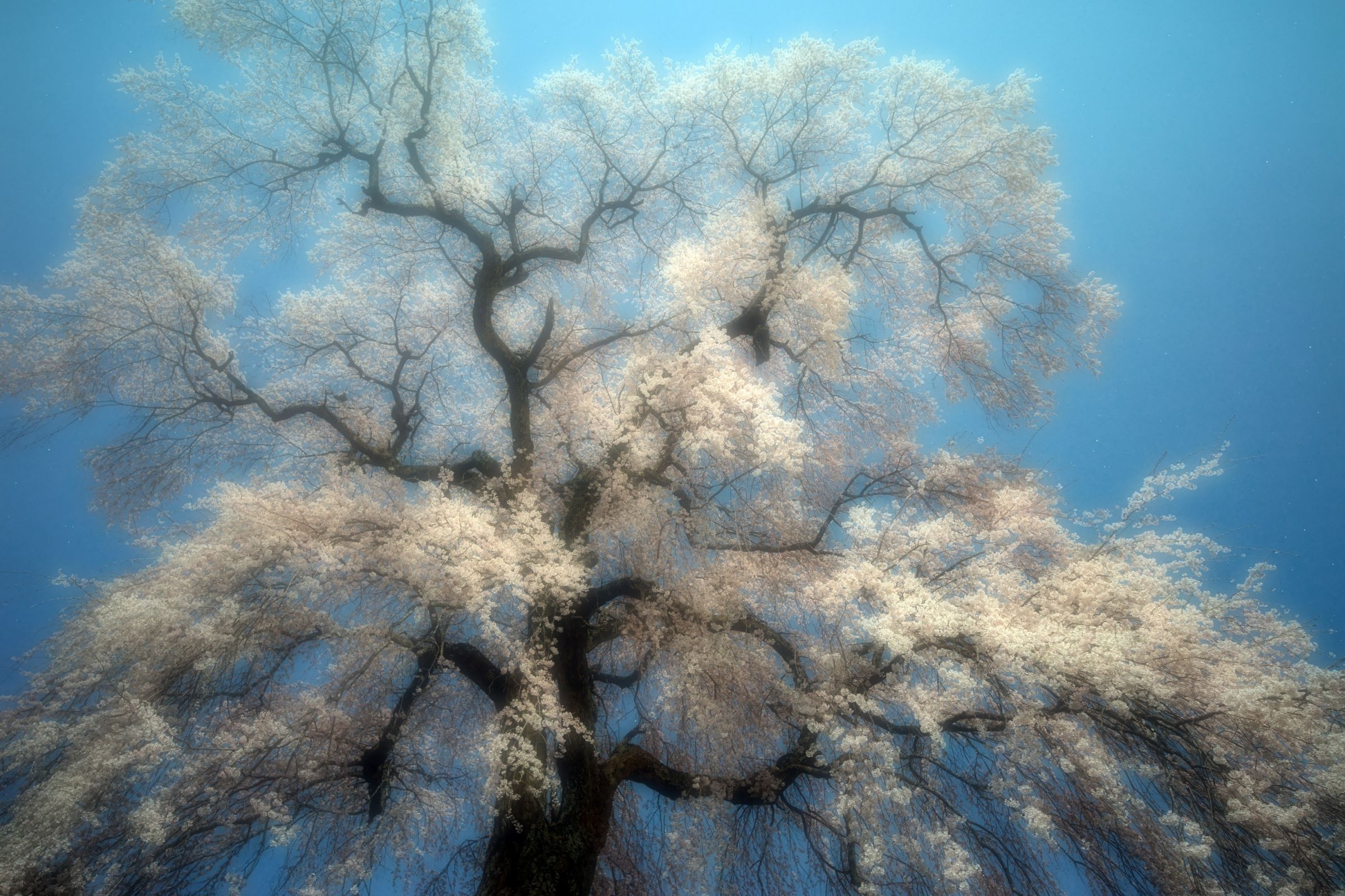 桜水中花 | GANREF