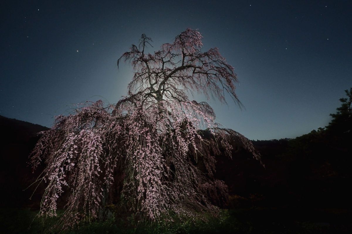 SIGMA 14-24mm F2.8 DG DN | Artで撮影された写真 | 写真検索 | GANREF