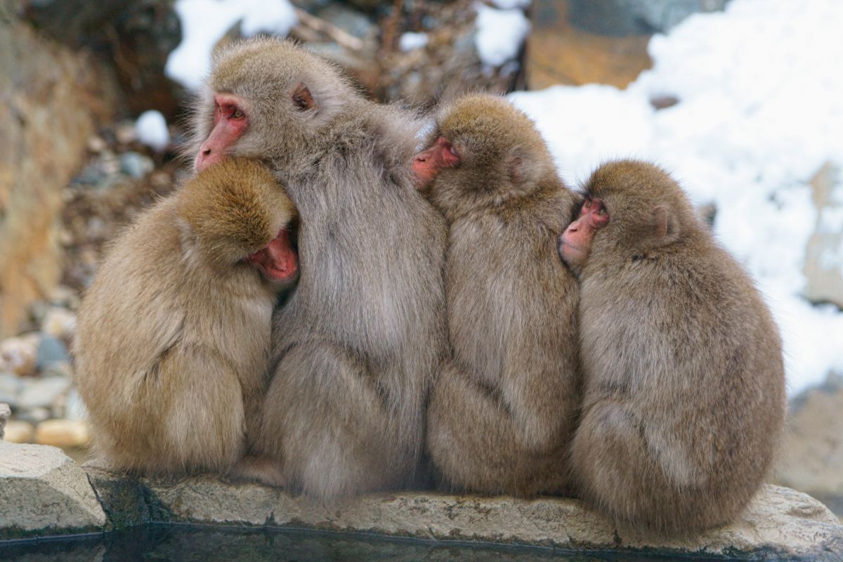 おしくらまんじゅう 動物 小動物 Ganref