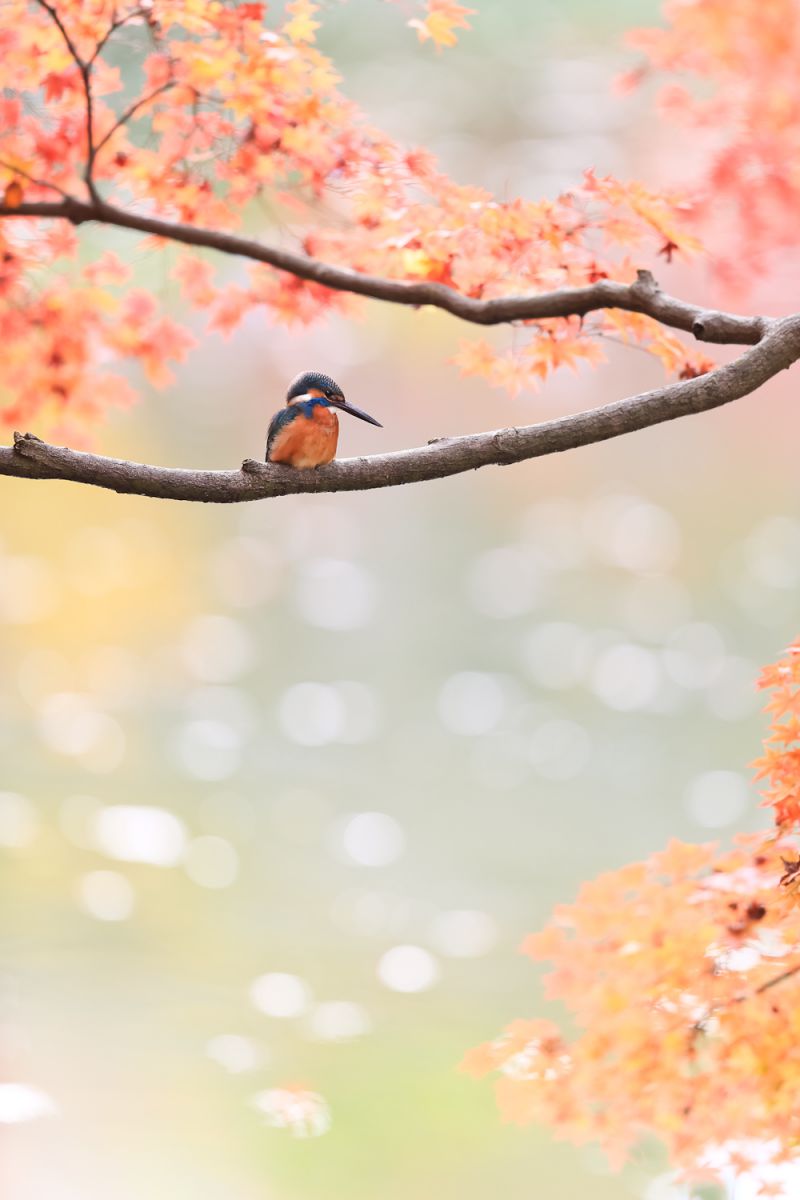 EF300mm F2.8L IS II USMで撮影された写真 | 写真検索 | GANREF