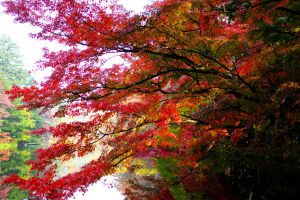 秋の軽井沢～雲場池 | GANREF