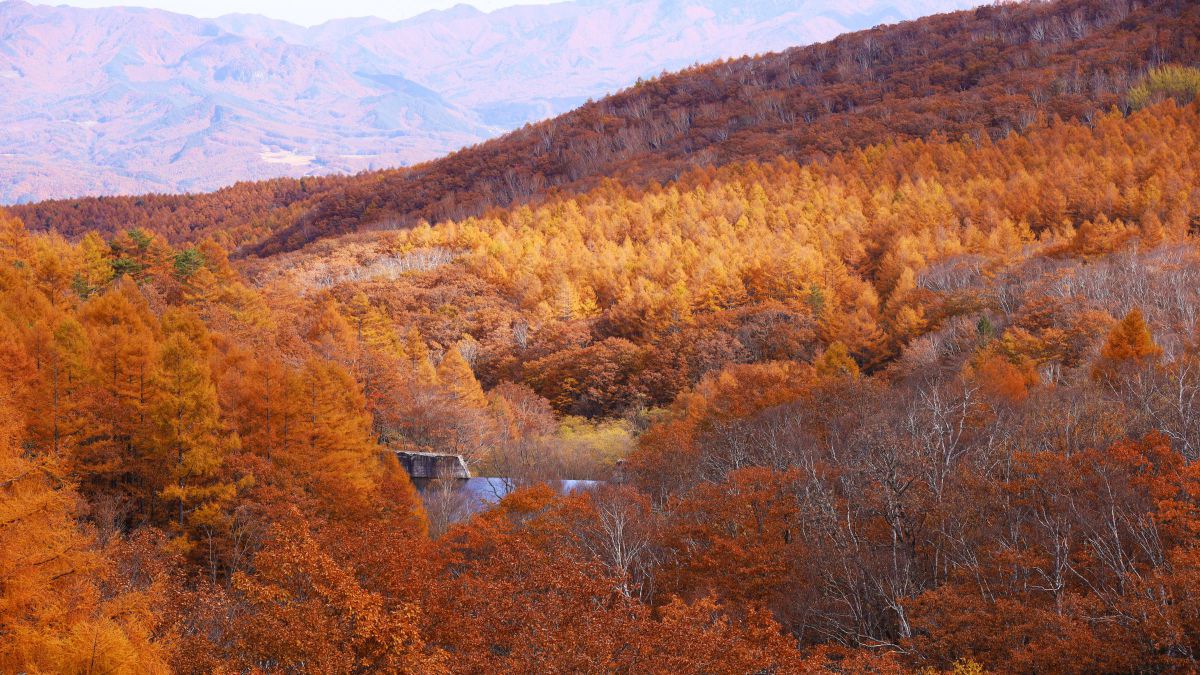 koyo dam wide | GANREF