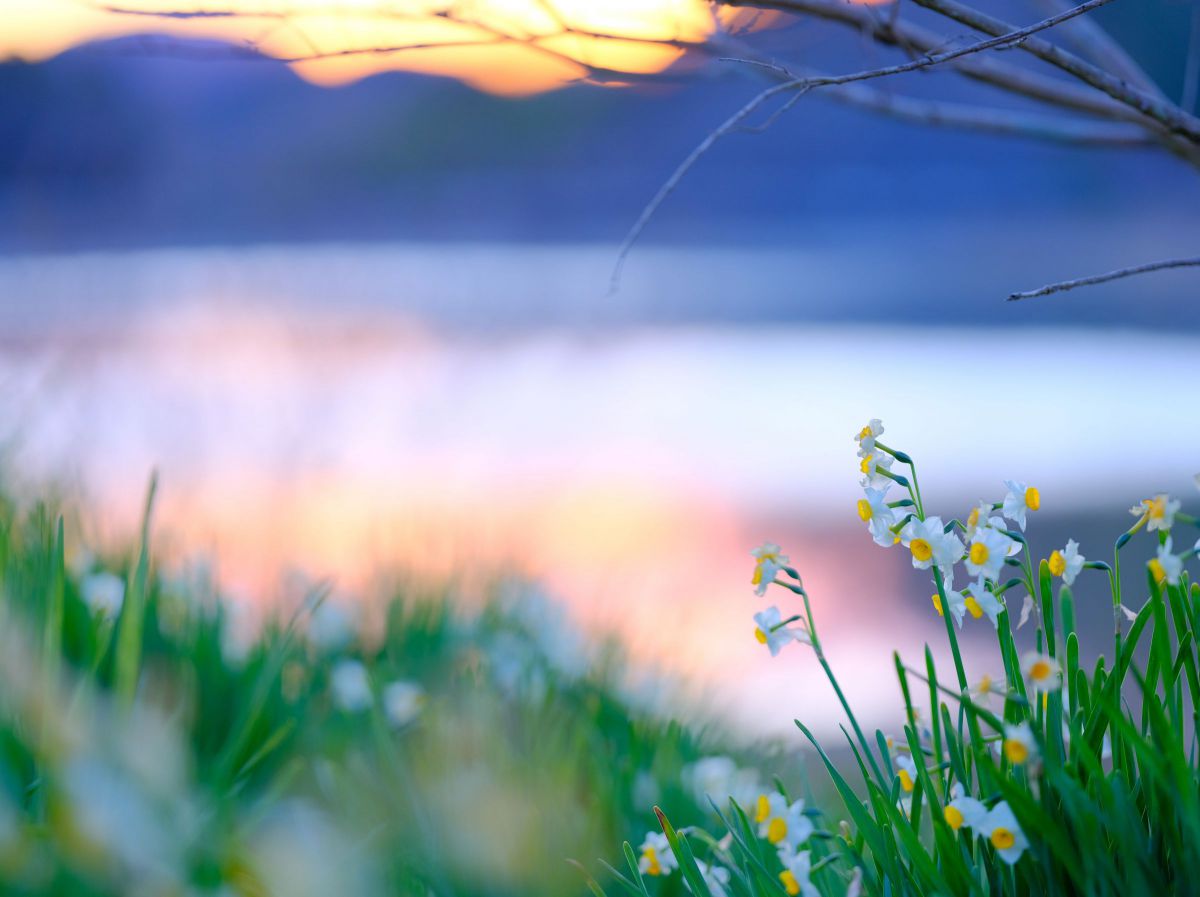 GF110mmF2 R LM WRで撮影された写真 | 写真検索 | GANREF