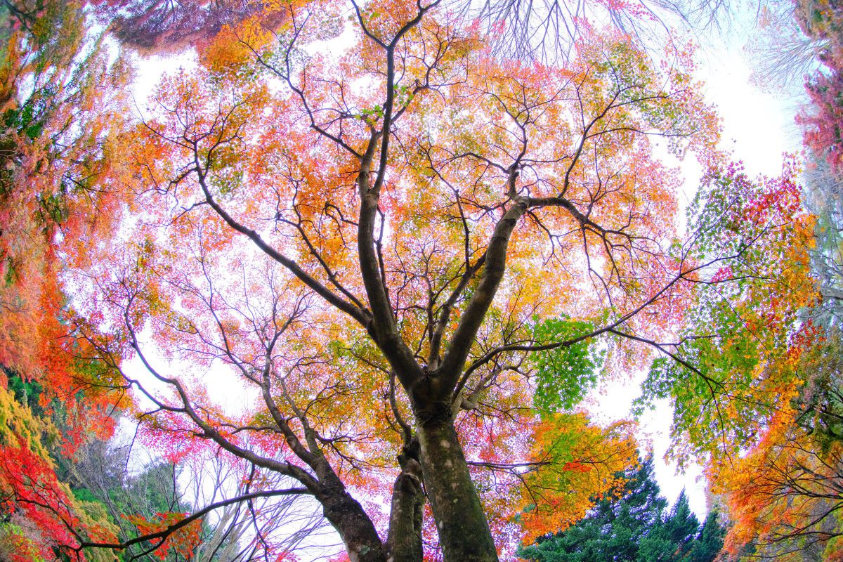 7Artisans 7.5mm F2.8 Fish-eye IIで撮影された写真 | 写真検索 | GANREF