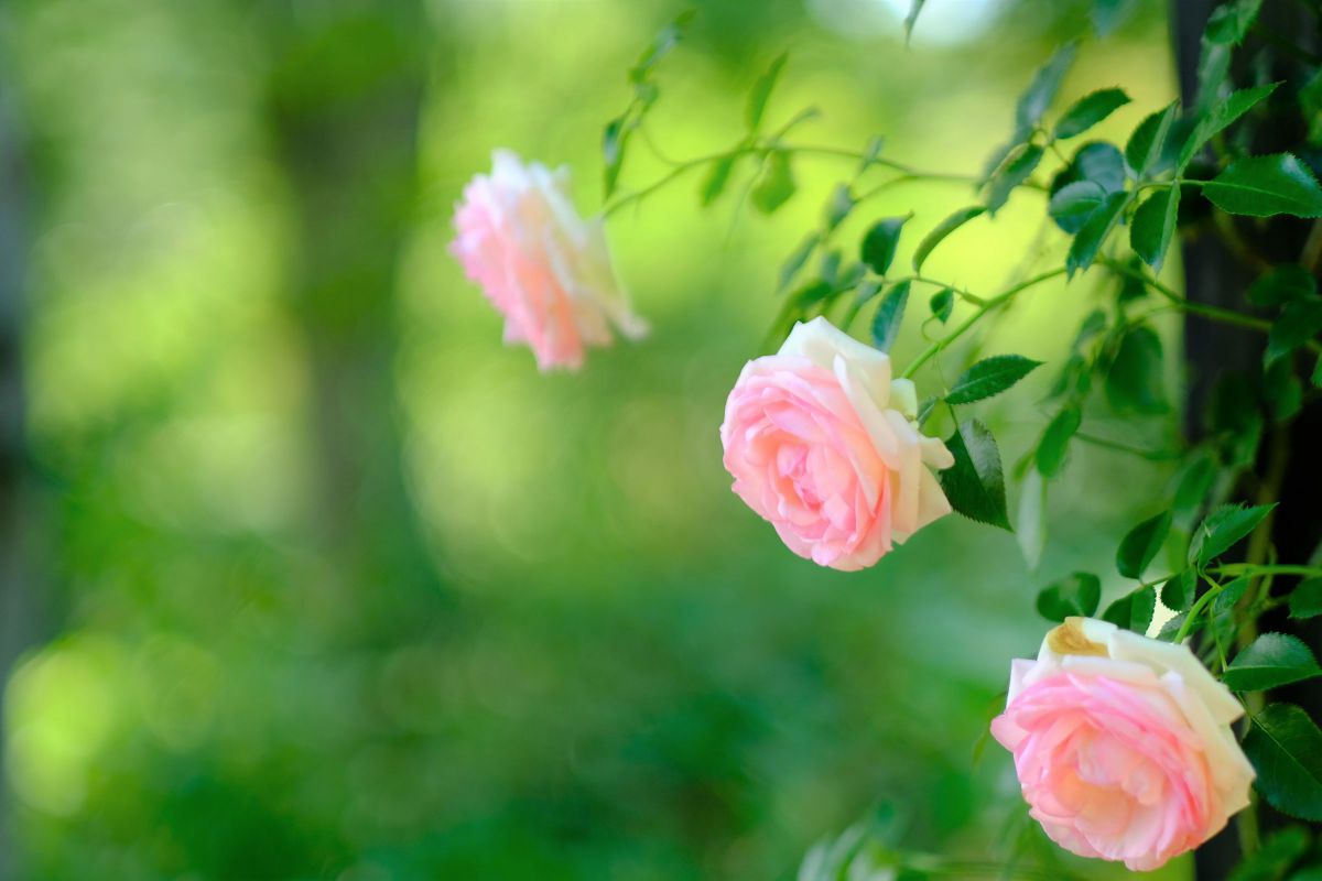 rose pink | GANREF