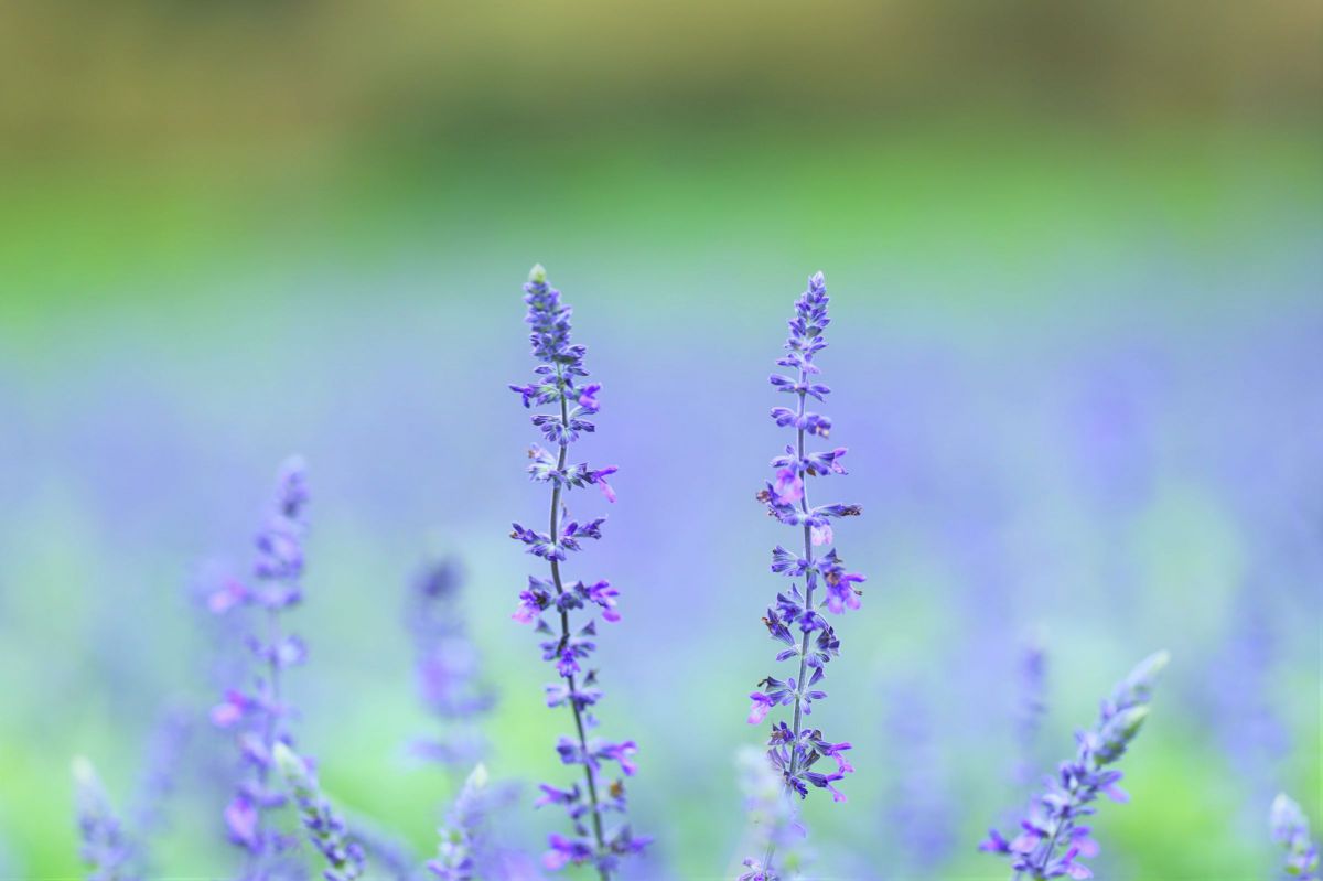 colors purple | GANREF