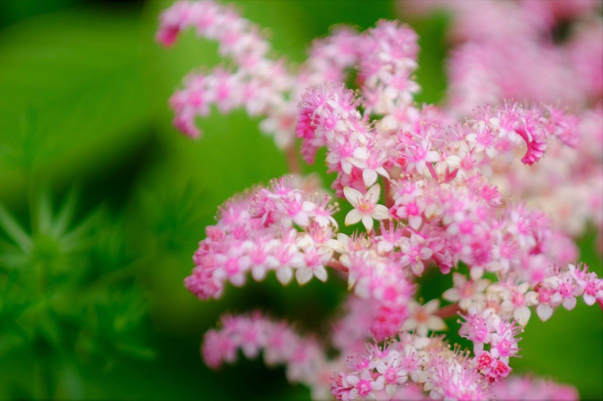 colors pink | GANREF