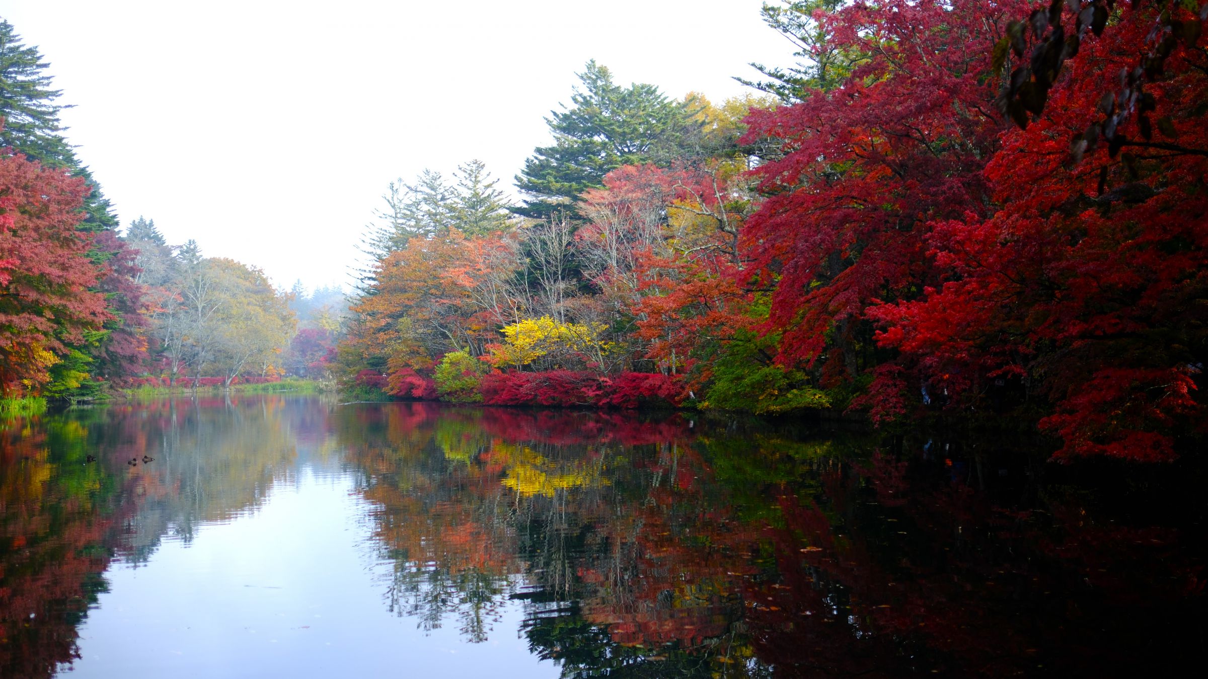 雲場池錦秋 秋の軽井沢～雲場池 | GANREF