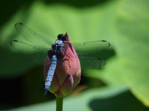 蓮の葉とトンボのリング - 自然の美しさをそのまま切り取った　R432 蓮の葉とトンボのリング - 自然の美しさをそのまま切り取った