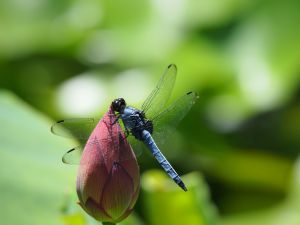 蓮の葉とトンボのリング - 自然の美しさをそのまま切り取った　R432 蓮の葉とトンボのリング - 自然の美しさをそのまま切り取った