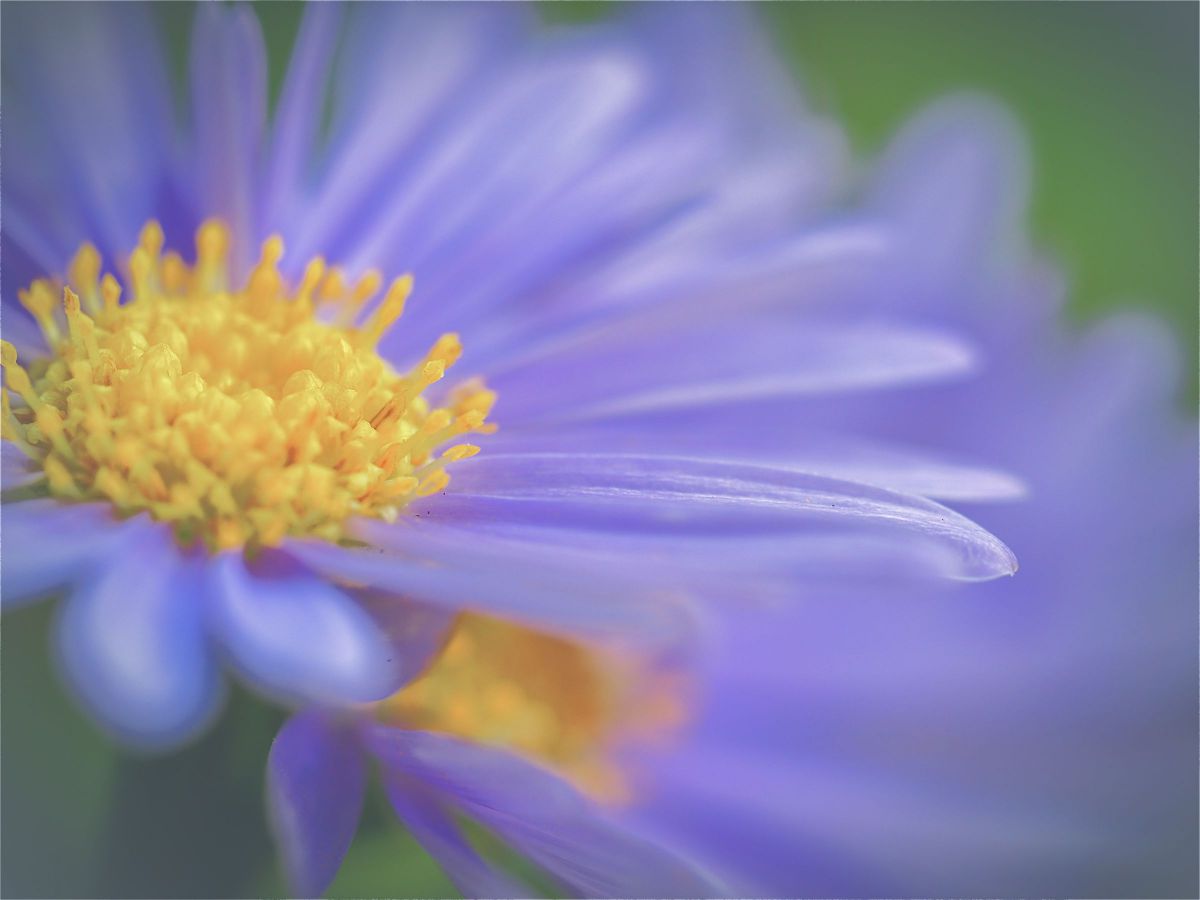 M.ZUIKO DIGITAL ED 60mm F2.8 Macroで撮影された写真 | 写真検索 | GANREF